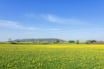 Obraz premium Flowering dandelions field with a hill in the horizon