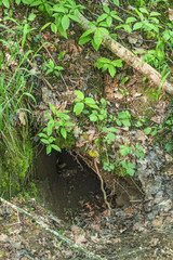Animal sett i the ground