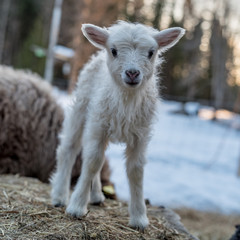 a littel white lamb standing on ones own
