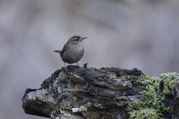Eurasian wren (Troglodytes troglodytes)