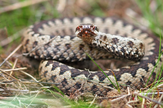 colorful male crossed adder