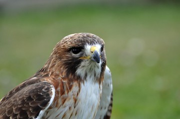 Rotschwanzbussard