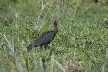 Bird: Red Naped Ibis Searching for Food in Wetland