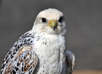 Sakerfalke