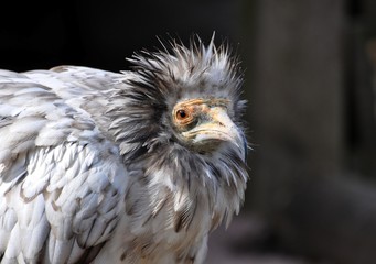 Schmutzgeier