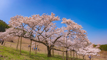 Naklejka premium 観音桜_熊本県南阿蘇