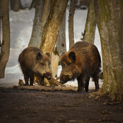 two wild boars in winter season