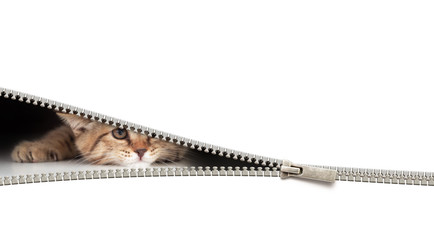 funny cat behind open zipper isolated on white © Andrey Kuzmin