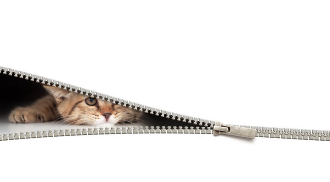 funny cat behind open zipper isolated on white
