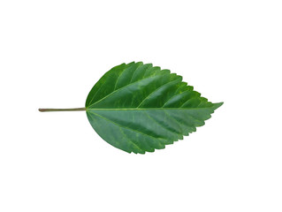 Obraz premium Green Hibiscus leaf isolated on white background