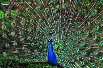 Obraz premium Peacock