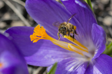 Bee on a blue crocus flower.