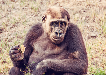 Western lowland gorilla is posing, red filter
