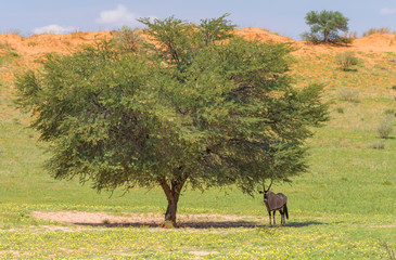 ein Oryx steht in der Mittagshitze unter einem grünen Baum, Kalahari Trans Frontier Park, ...