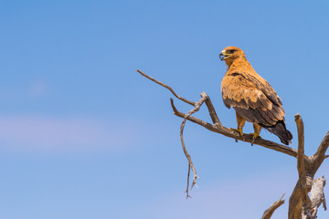 ein Savannenadler, Aquila rapax, sitzt auf einem Baum, Kalahari Trans Frontier Park, Südafrika