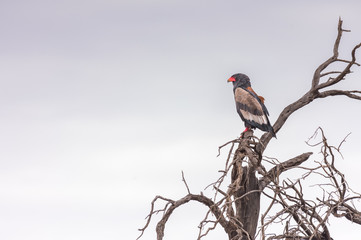 ein Gaukler, Schlangenadler, Terathopius ecaudatus, sitzt auf einem Baum, Kalahari Trans Frontier Park, Südafrika