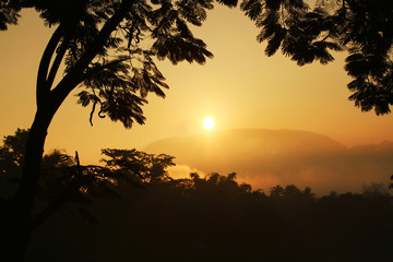 Fototapeta na wymiar Sunrise and silhouette tree on beautiful Golden yellow colors of sky 