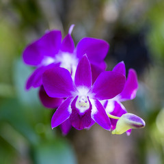 Fototapeta na wymiar Pink orchid flowers, close up