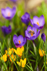 Bee flying near flowers with sun shine background
