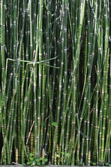 bamboo tree texture