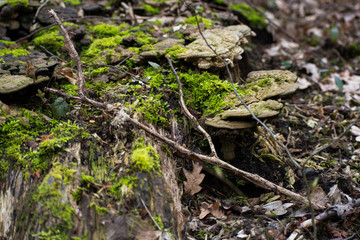 Funghi Mushrooms On Mossy Tree Log Forest
