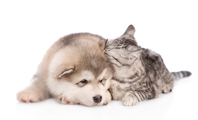 Obraz premium kitten whispers in the ear puppy secrets. isolated on white background
