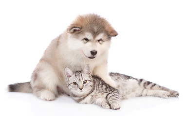 Alaskan malamute puppy hugging a tabby cat.  isolated on white background