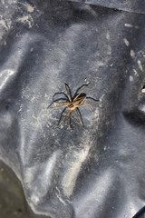 Spider on black foil in detail.