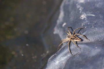 Spider on black foil in detail.