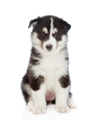 Siberian Husky puppy sitting in front view and looking at camera. isolated on white background