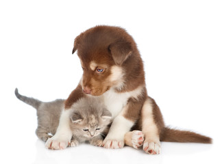 Red Siberian Husky puppy hugging cute kitten. isolated on white background