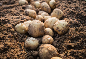 potatoes in the field