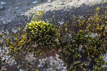 Green moss growing on roofing.