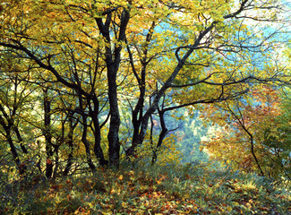 The colors of autumn