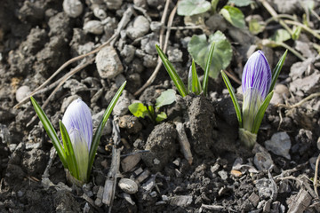Flower of a blue crocus blossom.