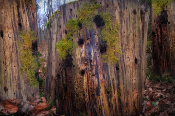 Liegender Baum mit Moos