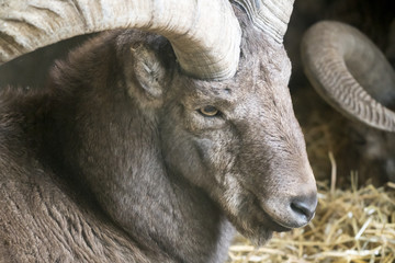 Porträt eines Dickhornschafes