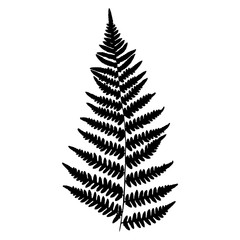 Fern, vector illustration. Black silhouette of a fern leaf on a white background.