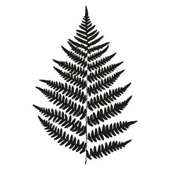 Vector fern silhouette. Black isolated print of fern on the white background.