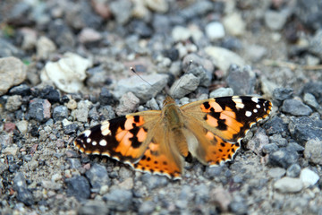 butterfly on the rocks