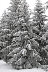  fir in the winter forest