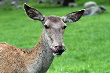 mammals on green grass