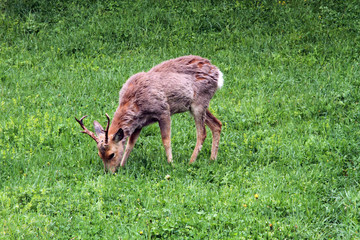  deer on a green meadow