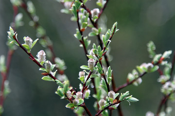the first leaves in spring
