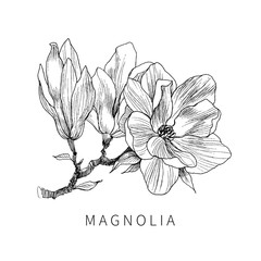 Fototapeta premium Ink, pencil, the leaves and flowers of Magnolia isolate. Line art transparent background. Hand drawn nature painting. Freehand sketching illustration.