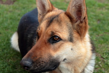 German shepherd