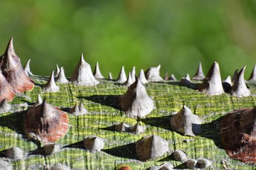 Avocado tree texture
