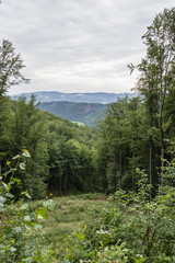 View from forest on hills with forest.