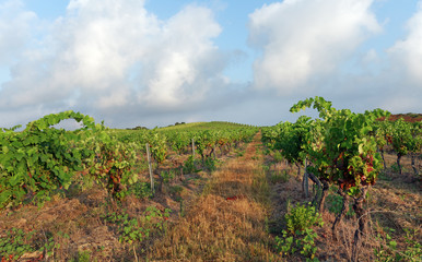 Fototapeta na wymiar Aleria vineyard in Corsica island