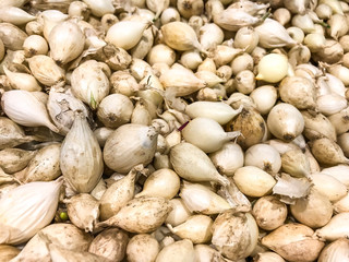 Small bulbs of onions for planting in assortment